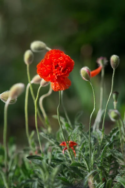 Red poppy flower at sunset in a summer field