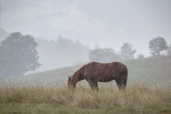 Beautiful horse on pasture against mountain view  in the rain
