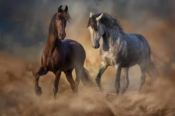 Frisian Andalusian Horses Free Run Desert Sand Fotos De Bancos De Imagens Sem Royalties