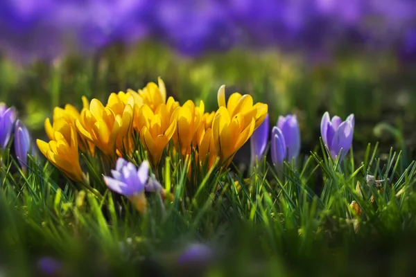 Pole Kwitnących Krokusów Roślin Vernus Grupa Jasnych Kolorowych Wczesnych Wiosennych Obrazy Stockowe bez tantiem