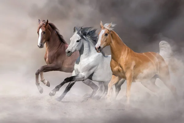 Palomino White Bay Horse Run Free Desert Sand Fotos De Bancos De Imagens
