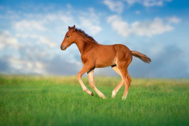 Tay, yeşil çayırlarda dört nala koşar gökyüzüne karşı
