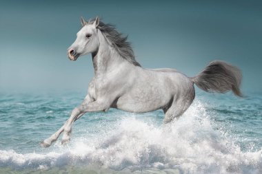 Gri at mavi denizin suyunda koşar.