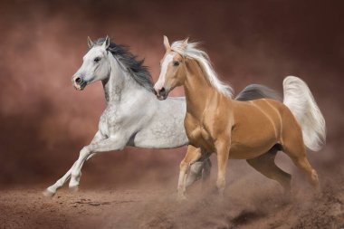 Palomino ve beyaz Arap atı çöl tozunda dörtnala koşuyor.