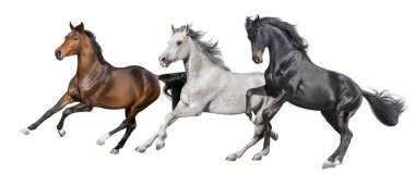 Siyah, körfez, beyaz at kolajı beyaz arka planda izole edilmiş.
