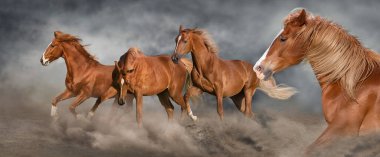 Horse herd  galloping on sandy dust against sky clipart