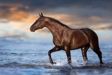 Black  beautiful stallion run gallop in water with splash