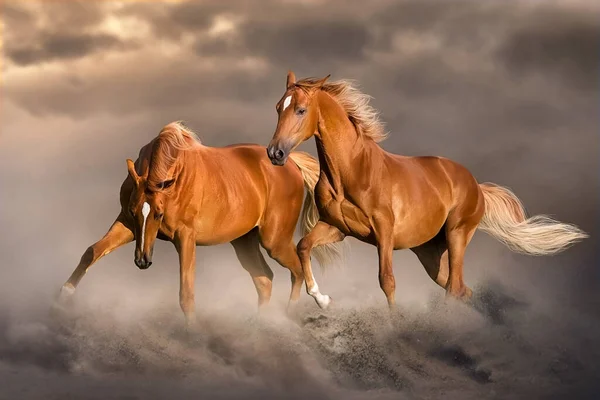 Två Röda Hästar Med Lång Mane Fri Springa Galopp Solnedgången — Stockfoto