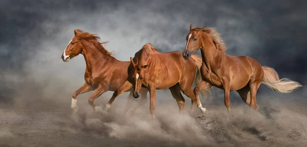 Końskie Stado Galopujące Piaskowym Pyle Przeciwko Niebu — Zdjęcie stockowe
