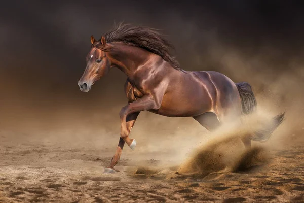 赤い雄馬と長い男は塵の中で劇的な空に対して速く走る — ストック写真