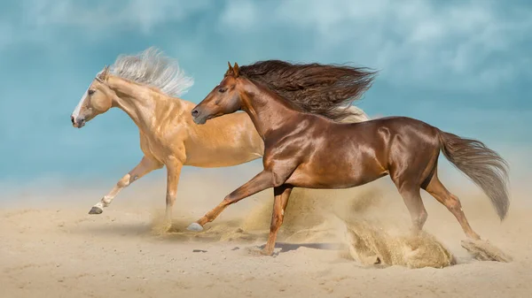 Palomino Czerwony Koń Arabski Biegają Galopem Pustynnym Pyle — Zdjęcie stockowe
