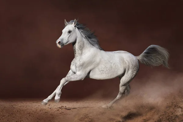 Branco Cavalo Árabe Galope Livre Corrida Deserto Contra Fundo Escuro — Fotografia de Stock