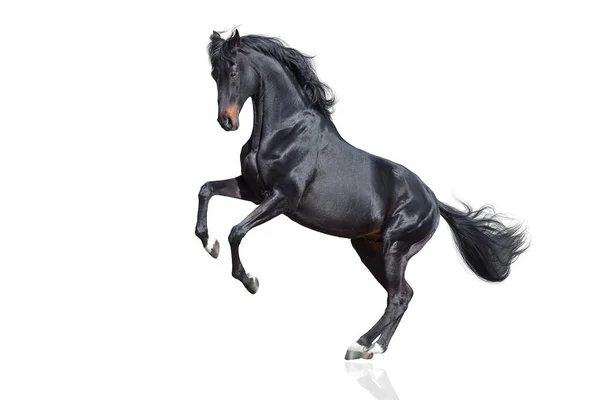 Black Horse Rearing Isolated White Background — Stock Photo, Image
