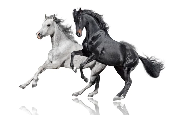 Чорно Білий Кінь Вільний Біг Ізольовано Білому Тлі — стокове фото