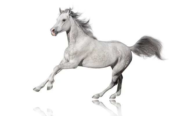 Galope Corrida Cavalo Branco Isolado Fundo Branco — Fotografia de Stock
