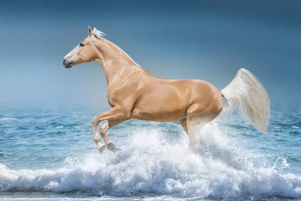 Koń Palomino Galopujący Plaży — Zdjęcie stockowe