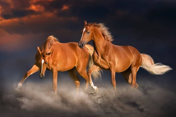 Två Röda Hästar Med Lång Mane Fri Springa Galopp Solnedgången — Stockfoto