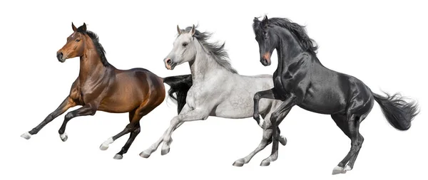 Černá Zátoka Bílí Koně Kolizní Běh Izolované Bílém Pozadí — Stock fotografie