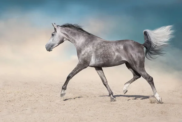 Γκρι Αραβικό Άλογο Τρέχει Ελεύθερο Σκόνη Της Ερήμου — Φωτογραφία Αρχείου