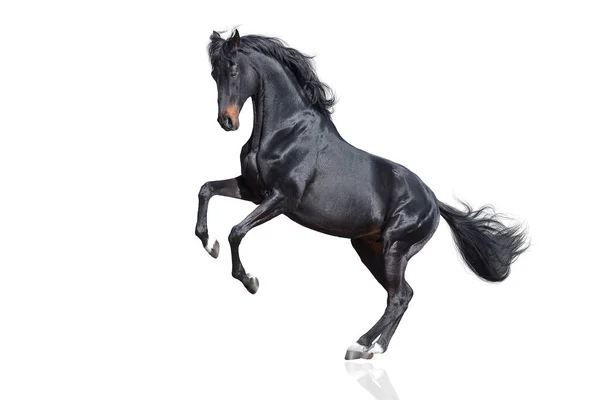 Czarny Koń Chowający Się Białym Tle Zdjęcie Stockowe