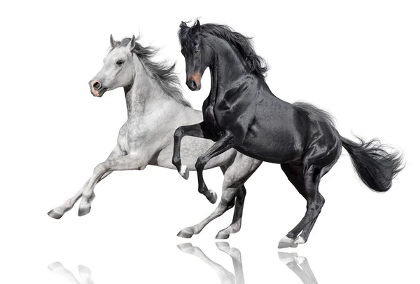 Preto Branco Cavalo Livre Executado Isolado Fundo Branco Imagens De Bancos De Imagens Sem Royalties