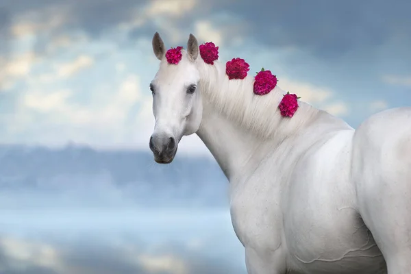 Biały Koń Pionami Grzywie Bliska Portret Obraz Stockowy