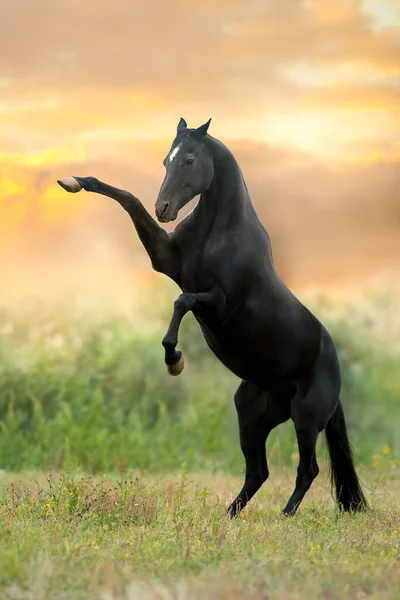 Black Horse Rearing Spring Green Meadow — Stock Photo, Image