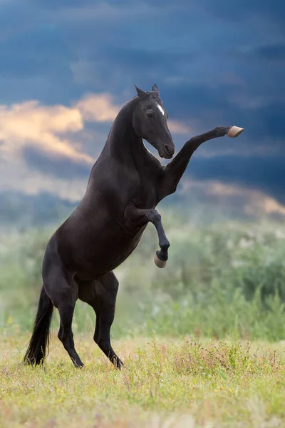 Cavalo Negro Crescer Prado Verde Primavera — Fotografia de Stock