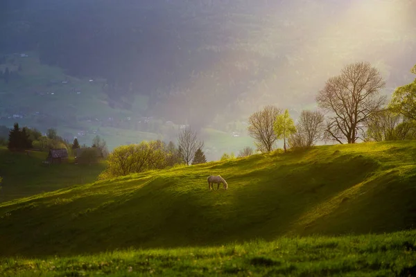 Cavalo Branco Pasto Contra Vista Montanha Luz Pôr Sol — Fotografia de Stock