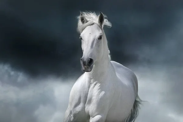 Серая Арабская Лошадь Бежит Фоне Грозы — стоковое фото