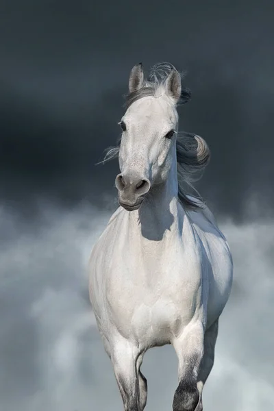 Szary Koń Arabski Biegnący Tle Burzy — Zdjęcie stockowe