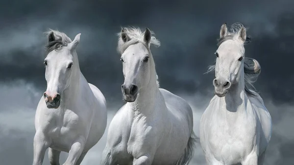 Drei Weiße Arabische Pferde Frei Laufen Nahaufnahme Porträt Vor Dem — Stockfoto