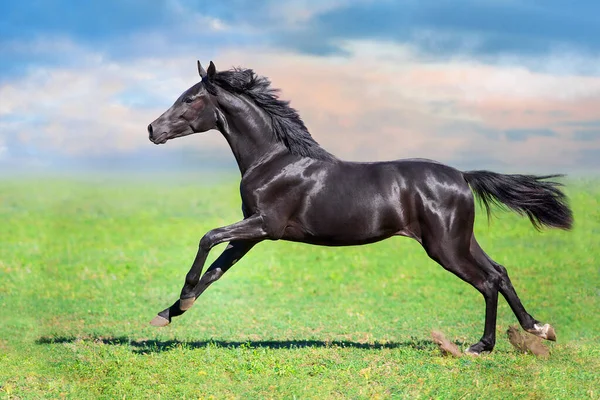 Zwarte Paard Lopen Galop Lente Groene Weide — Stockfoto