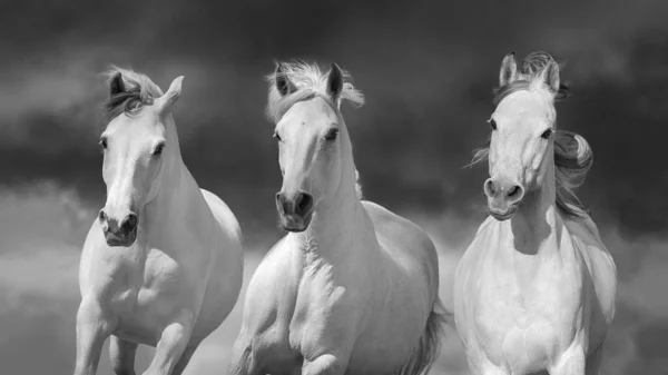 3つの白いアラビアの馬フリーランアップポートレートに対して劇的な空 — ストック写真