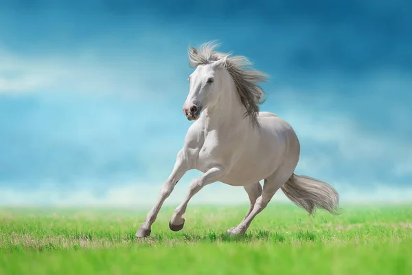 绿地上的灰种马自由奔跑 — 图库照片