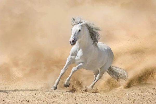 Caballo Ibérico Gris Corre Libre Sobre Polvo Del Desierto —  Fotos de Stock