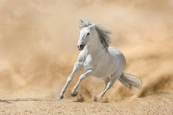 Grey  iberian horse run free on desert dust