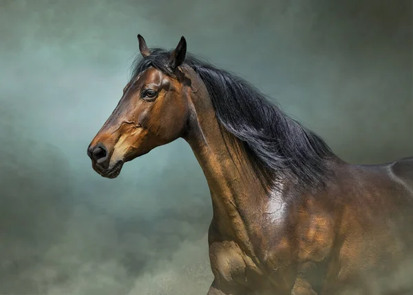 Bay  horse beautiful portrait on blue background