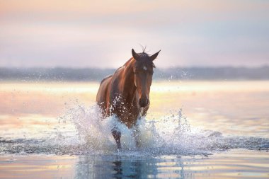 Körfez aygırı, güneş ışığında suyla birlikte özgürce koşuyor.
