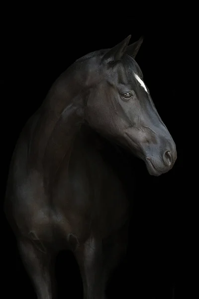 Portret Konia Bliska Czarnym Tle Obraz Stockowy