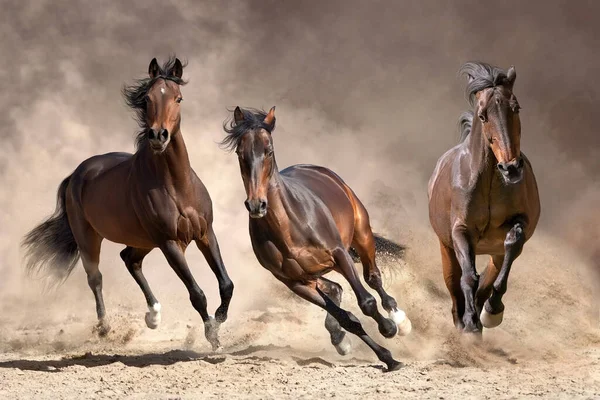 Manada Cavalos Galopando Areia Contra Céu Fotos De Bancos De Imagens Sem Royalties
