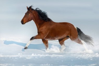 Pinto atı kar tarlasında dört nala koşuyor.