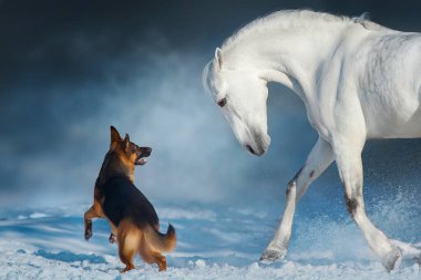 Beyaz at karda köpekle oynar ve koşar. 