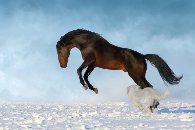 At, kar tarlasında koşuyor.