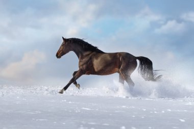 At, kar tarlasında koşuyor.