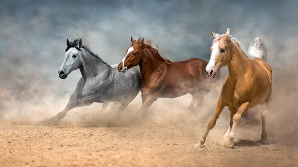 Palomino, white and bay horse run free in desert sand