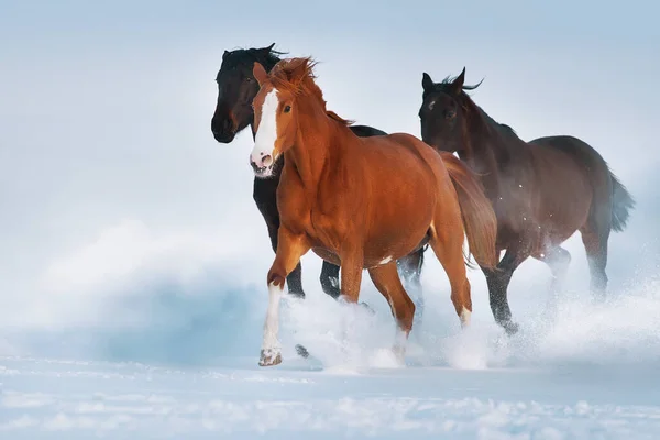 Pferdeherde Läuft Frei Schnee — Stockfoto