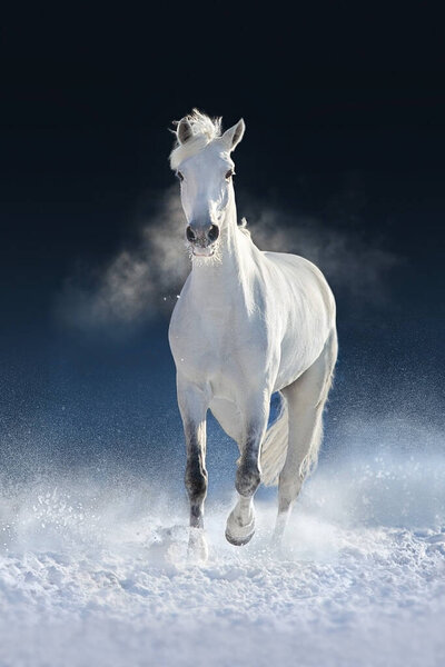 Gray andalusian  horse free run in snow winter landscape on sunny day