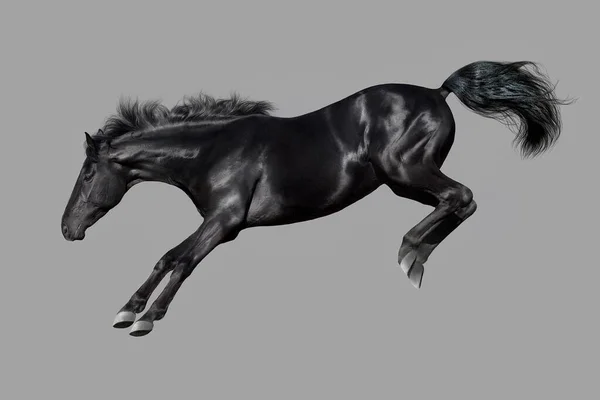 灰色の背景に孤立した黒い馬 — ストック写真