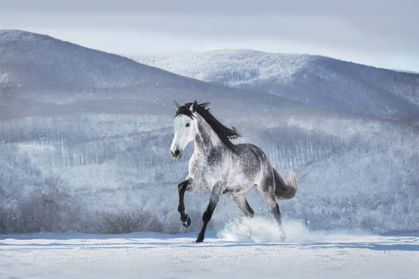 Gray andalusian  horse free run in snow winter mountain landscape on sunny day